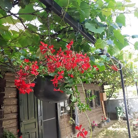 Casa Hariton * Dragus